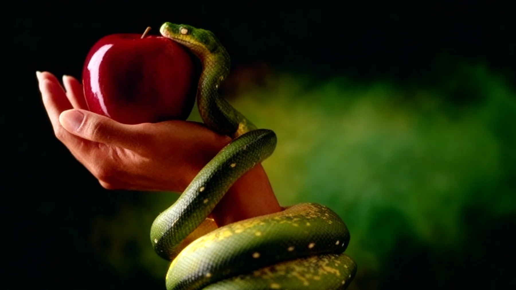 Forbidden Fruit2026-02-15T16:54:11.317Z"